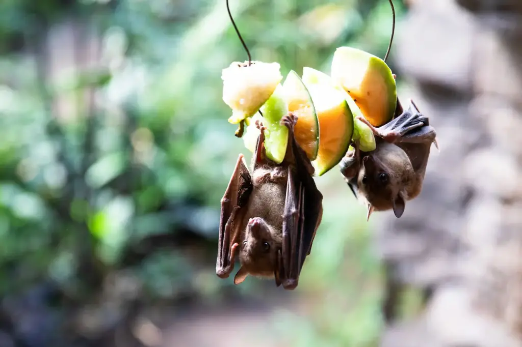 Bats Eating on Fruit 