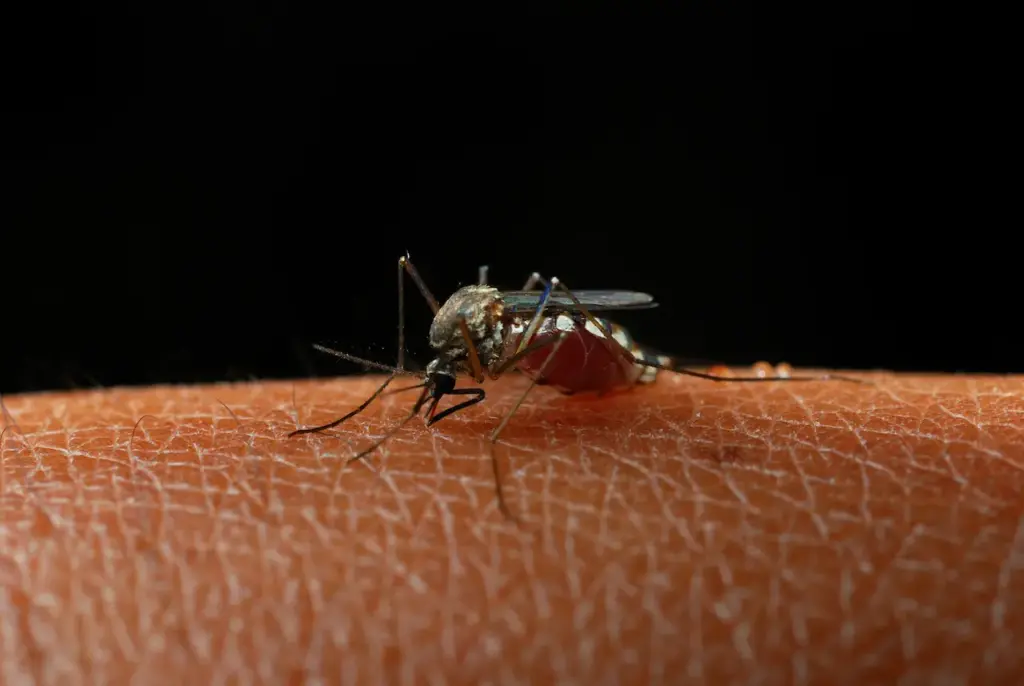 Mosquitoes Sucking Blood On A Persons Skin