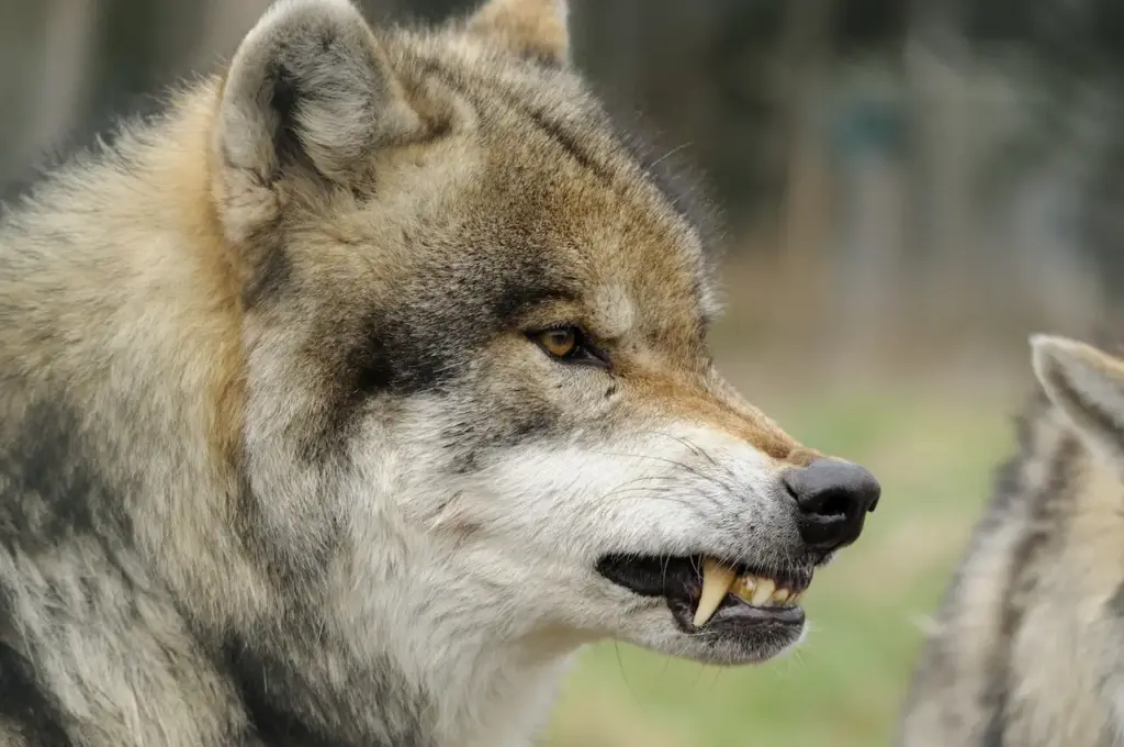 Angry Wolf What Eats A Wolf