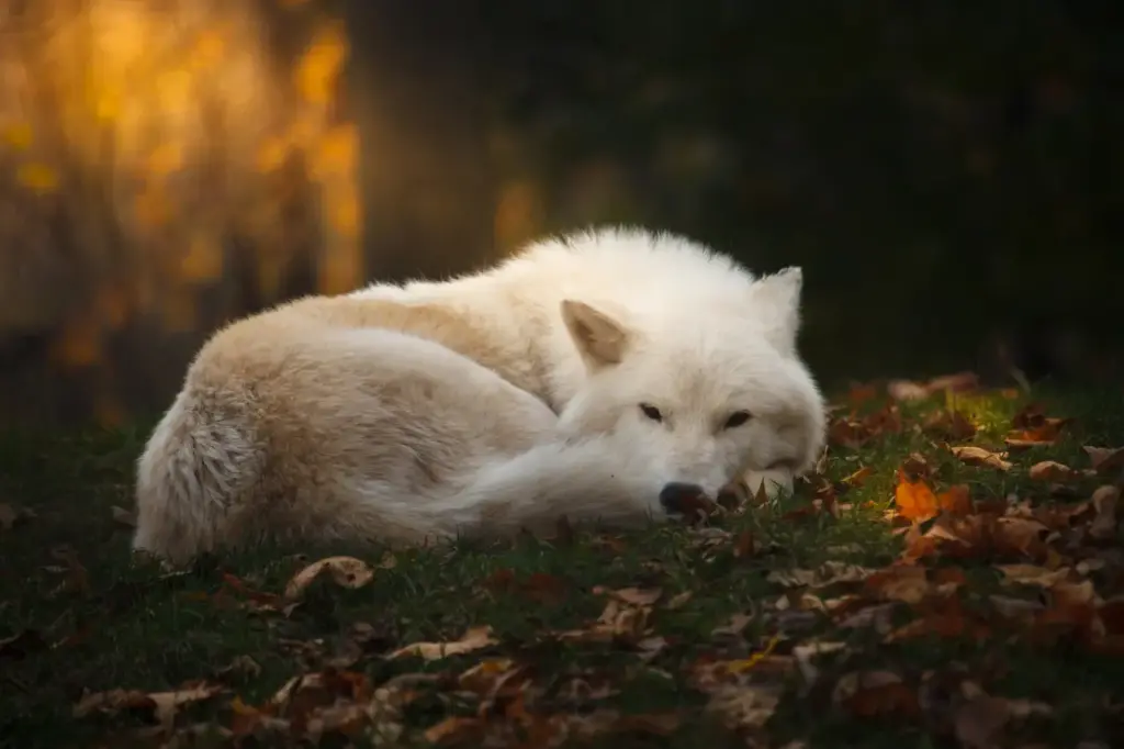 Arctic Wolf is Sleeping in Forest 