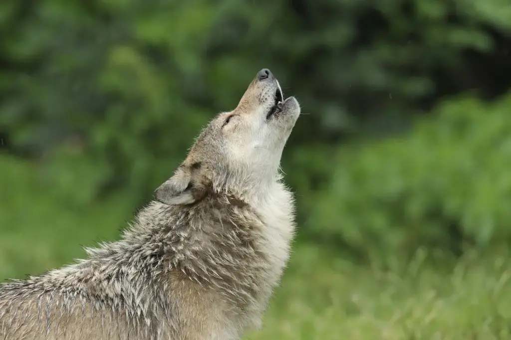 Howling Gray Wolf What Eats A Wolf