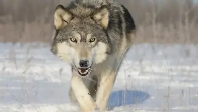 Wolf Walking in the Snow What Eats A Wolf