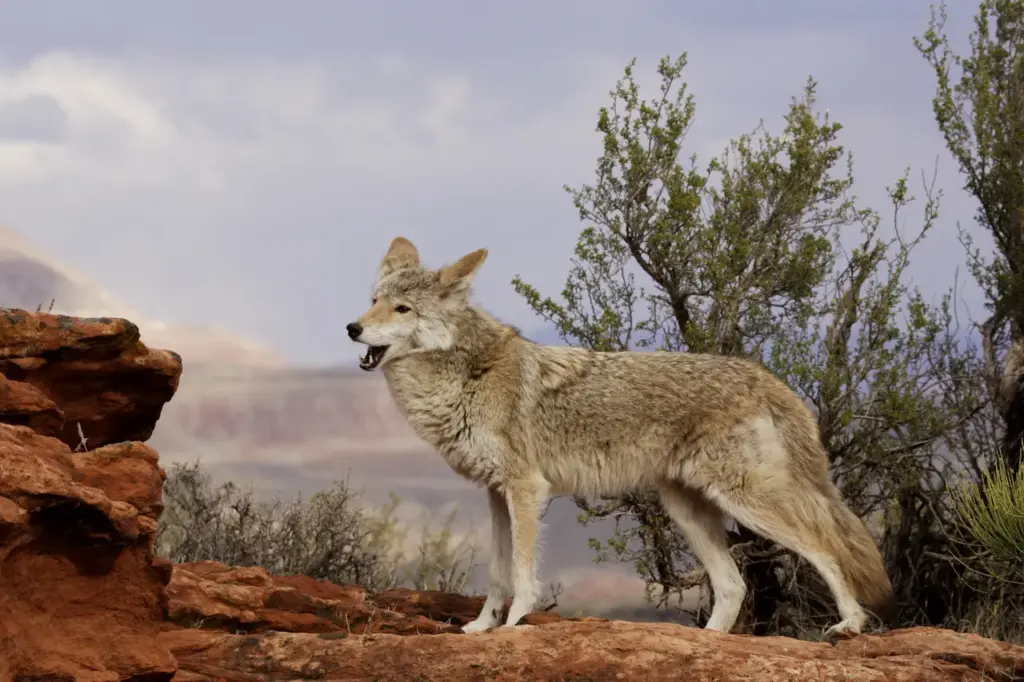 Coyote Yelping What Eats Coyotes