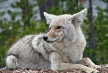 What Eats A Coyote in Yellowstone