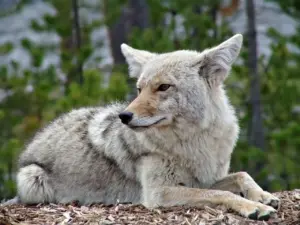 A Coyote Sitting What Eats A Coyote