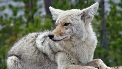 What Eats A Coyote in Yellowstone