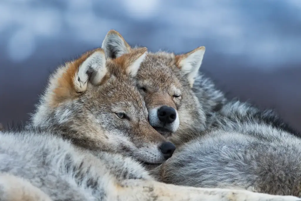 Wolves cuddling