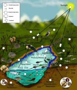 The Illustrated Food Web