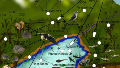 The Illustrated Food Web