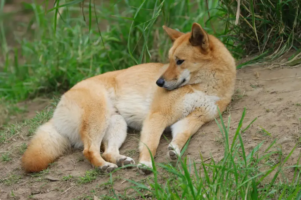 A Dingo Lying Down on the Ground 