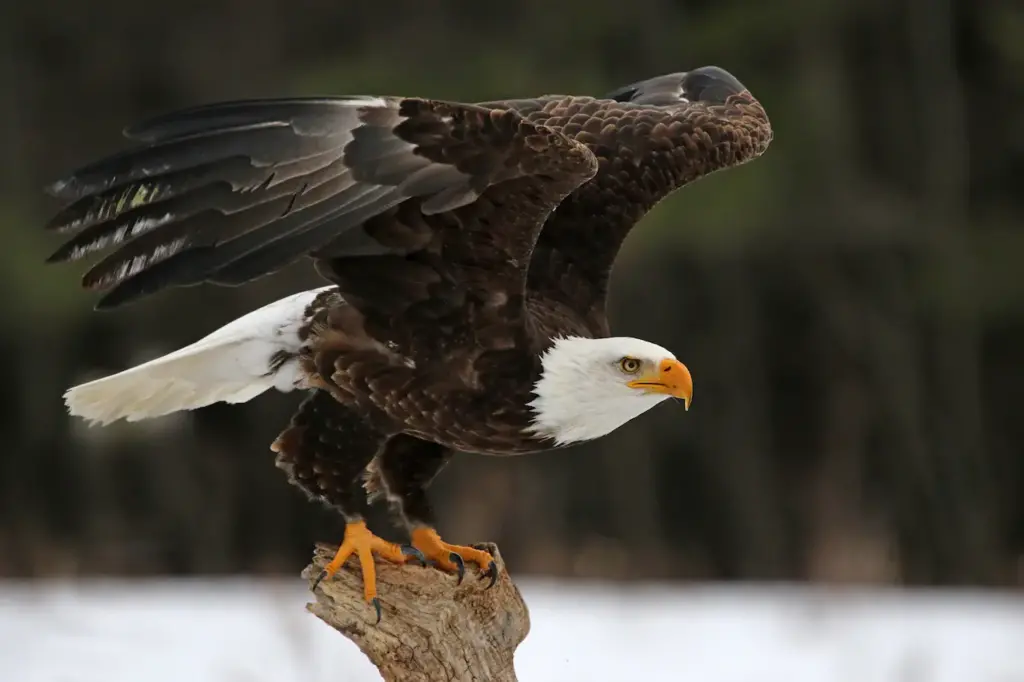 Bald Eagle Pair Facing Each Other