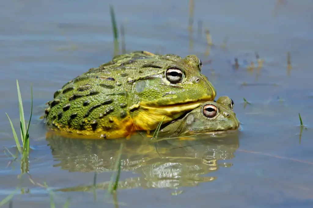 A Pair of African Giant Bullfrogs