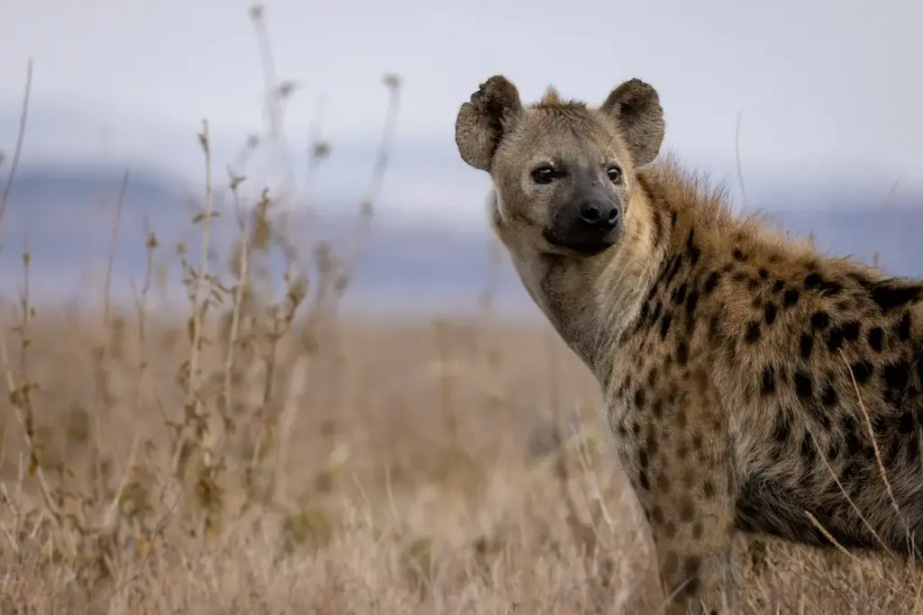 Closeup Image of Hyenas