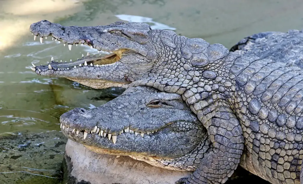 Two Crocodiles Playing In The Water