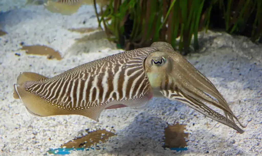 Cuttlefish in Aquarium with Sand