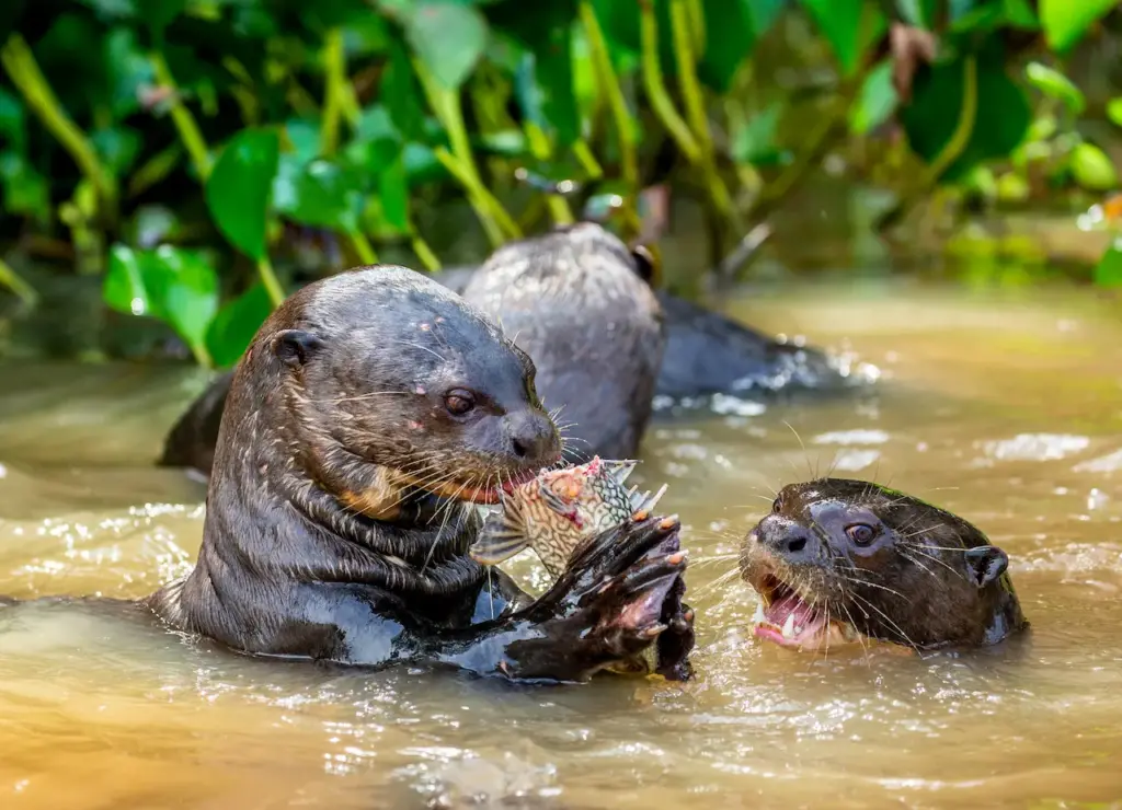 Giant Otters Eating Fish What Eats An Otter