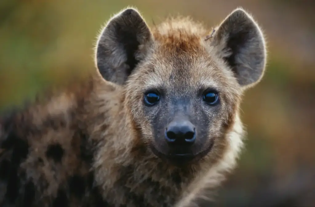 Head Shot Of A Hyena