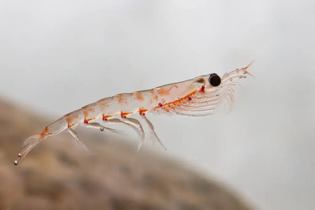 Close up Image of Krill What Eats Krill