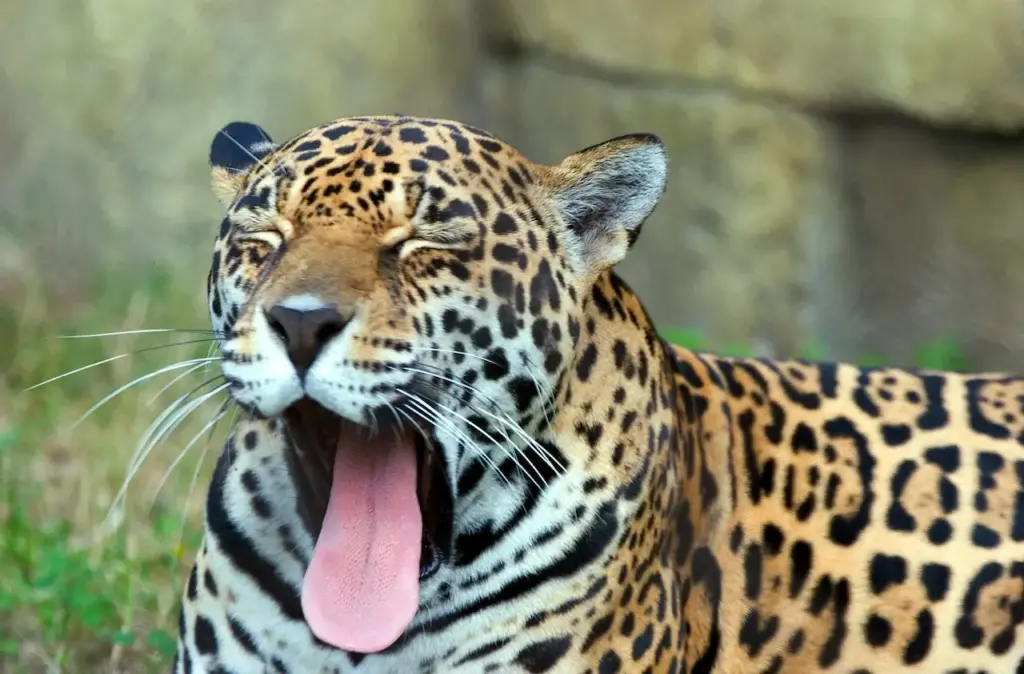 Leopard Yawning What Eats Leopard