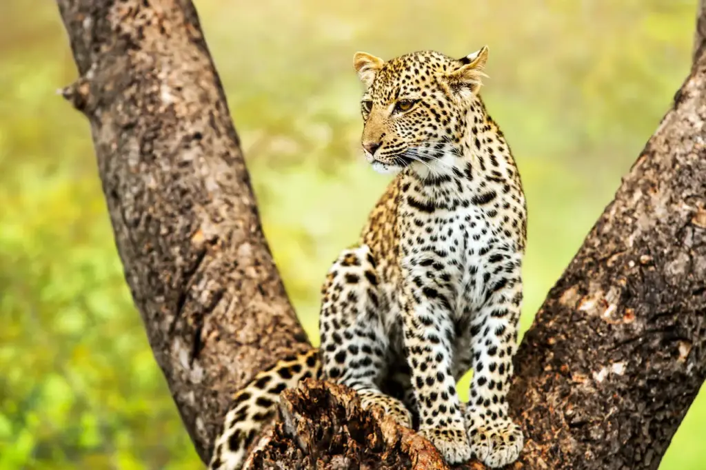 Leopard in the Tree What Eats Leopard