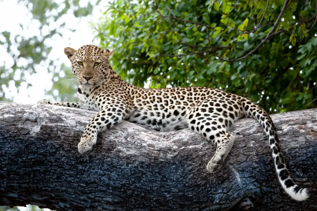 Leopard on Tree What Eats Leopard 