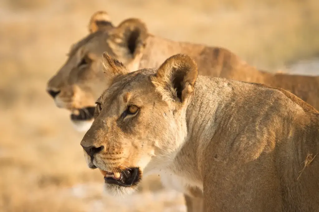 Closeup Image of a Lions
