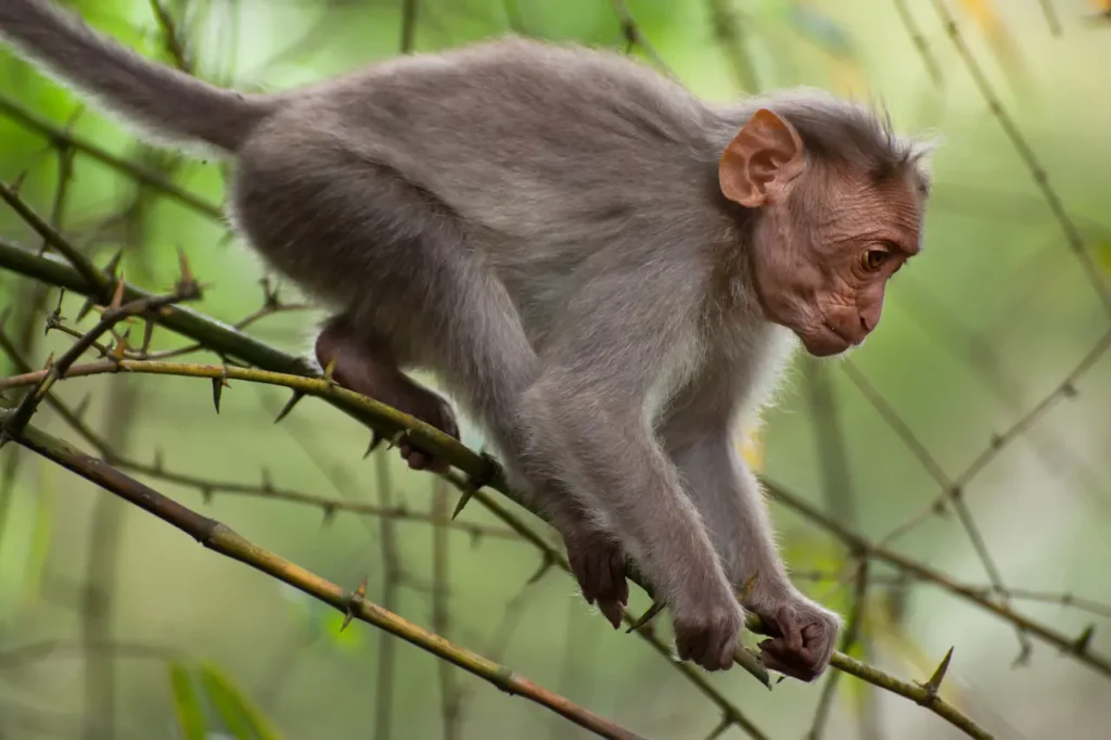 Macaque Monkey 