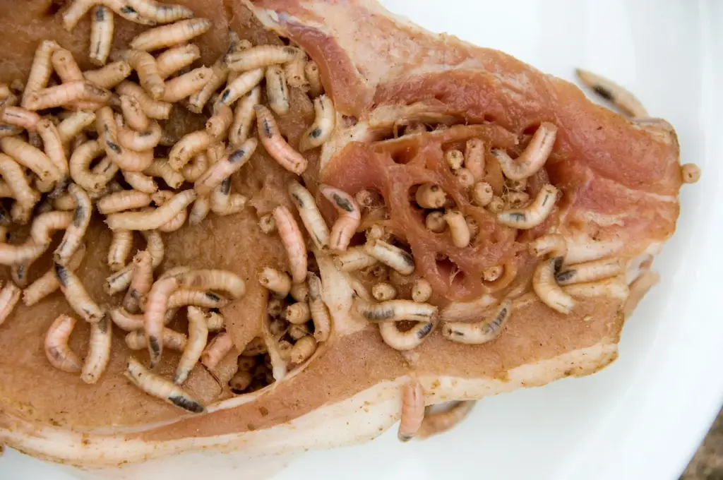 Maggots on Pork Chop What Eats Maggots 