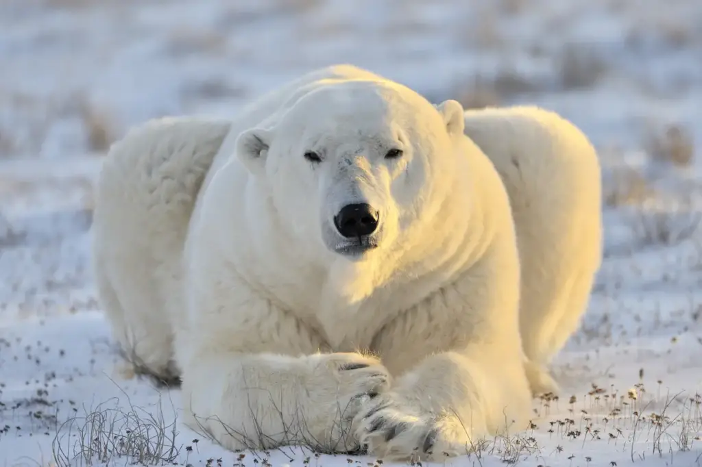 Polar Bear Lying in the Snow What Eats A Polar Bear