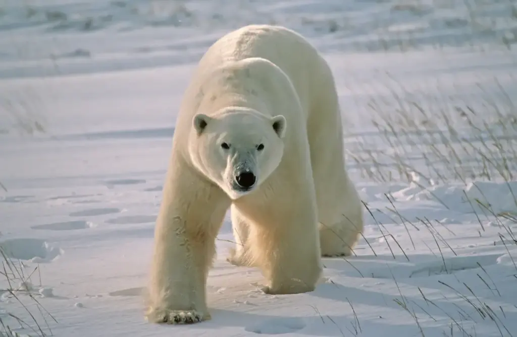 Polar Bear Walking on the Snow 