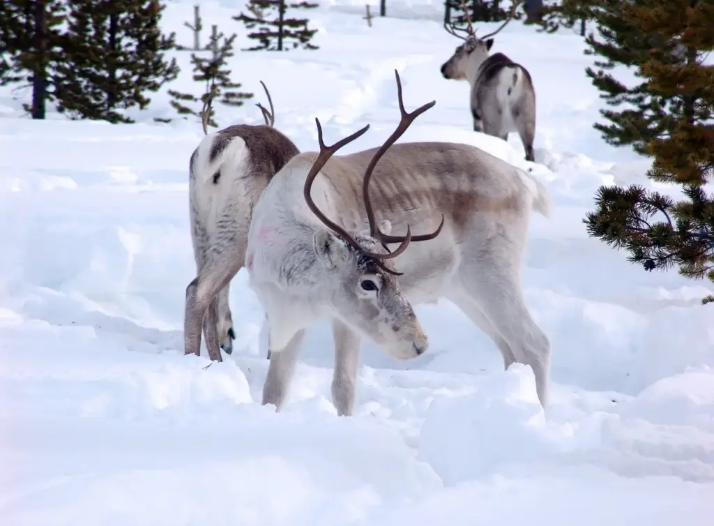 Reindeer on a Snow