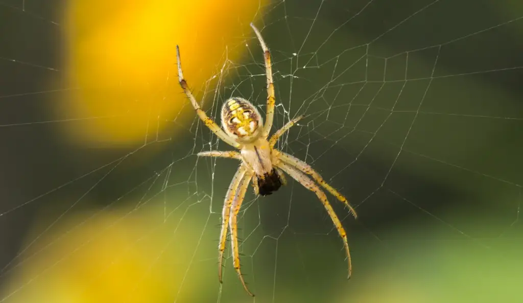 A Yellow Spider on its Web Waiting 