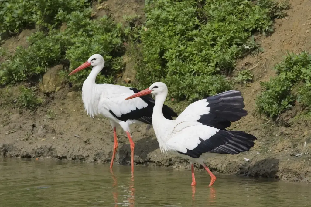 Two Black and White Storks Standing Side by Side in a River