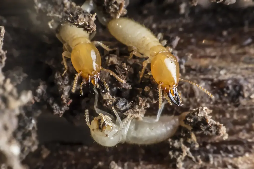Three Termites Eating What Eats Termites
