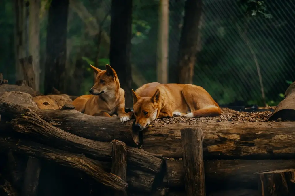 Two Dingos Resting