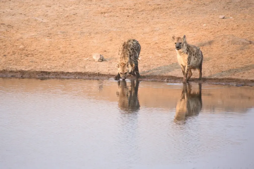 Two Hyenas in the Lake Drinking Water