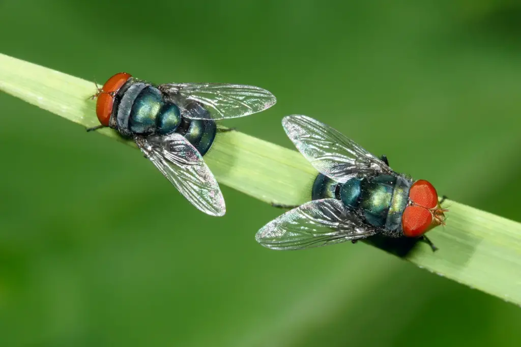 Two Red-head Flies on Grass Leaf What Eats Flies