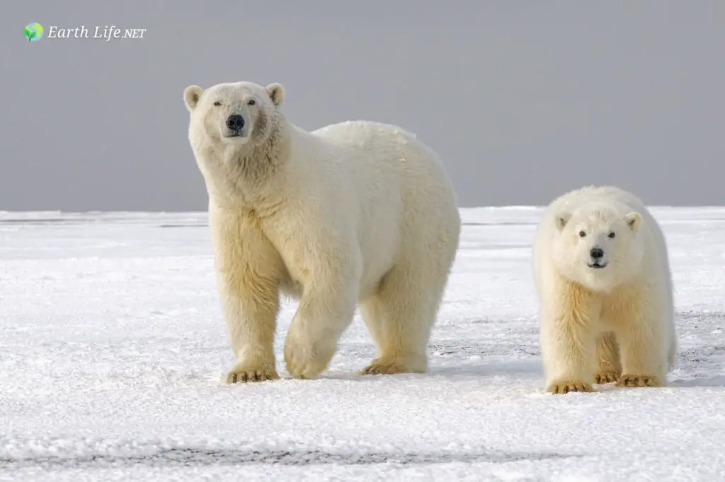 What Do Polar Bears Eat
