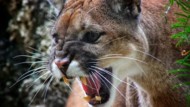 What Eats A Cougar