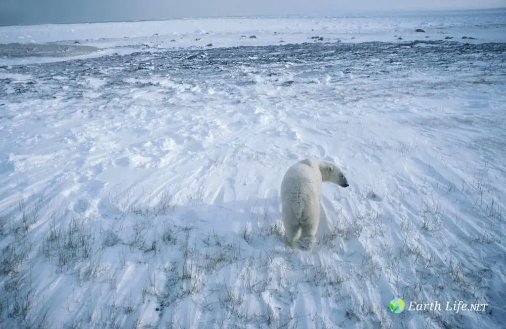 Polar Bear Walking On The SnowWhat Eats A Polar Bear