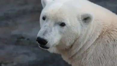 Close-up Image of Polar Bear What Eats A Polar Bear