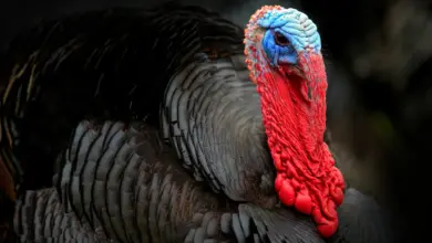 Closeup Image of Turkey What Eats A Turkey