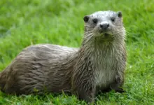 Otter with Wet Fur What Eats An Otter