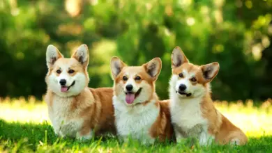Portrait of Three Dogs