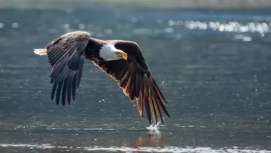 Bald Eagles Flies Very Close to the Water What Eats Eagles
