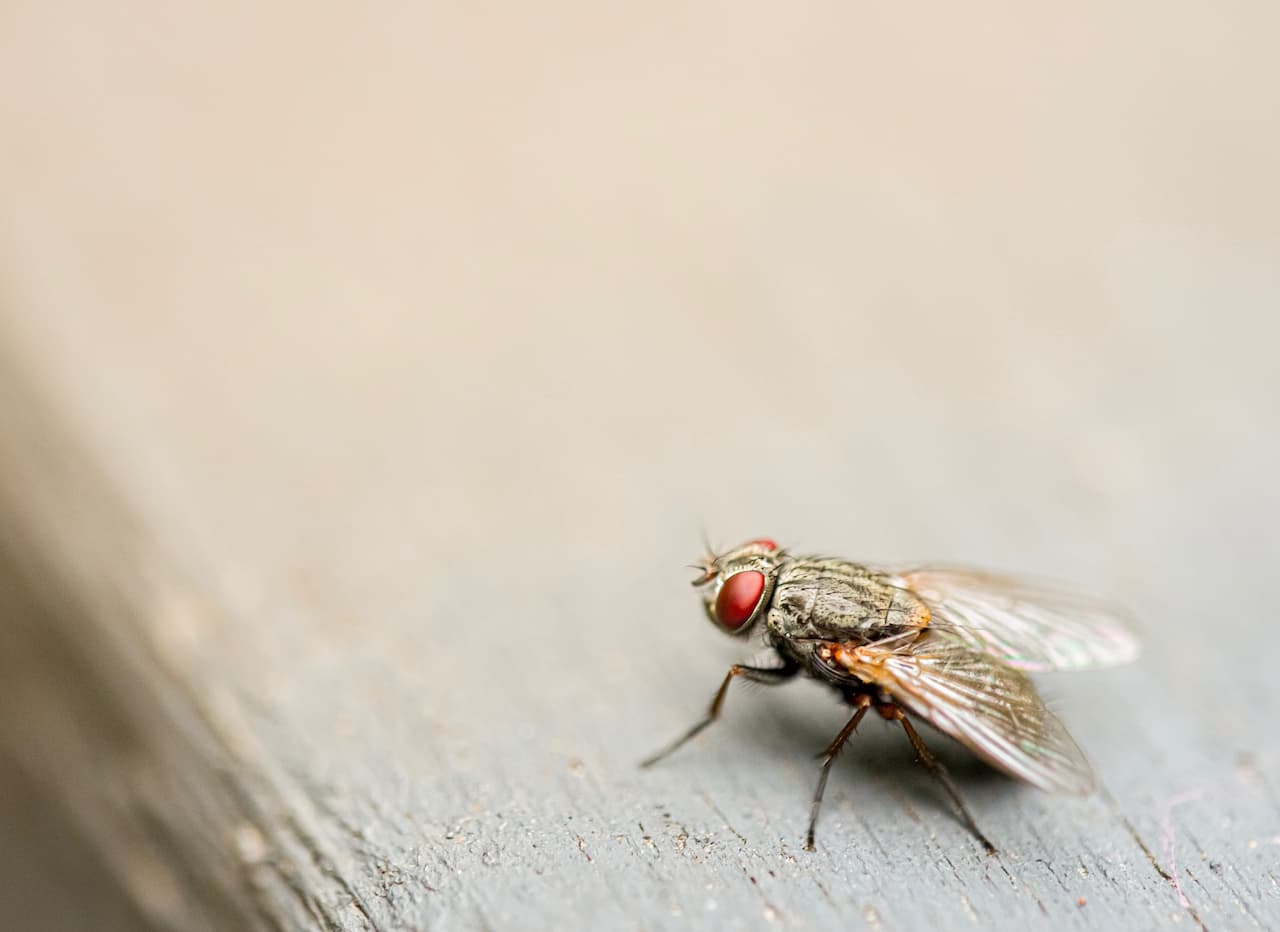 Houseflies and Maggots as Food for Reptiles, Amphibians and Invertebrates