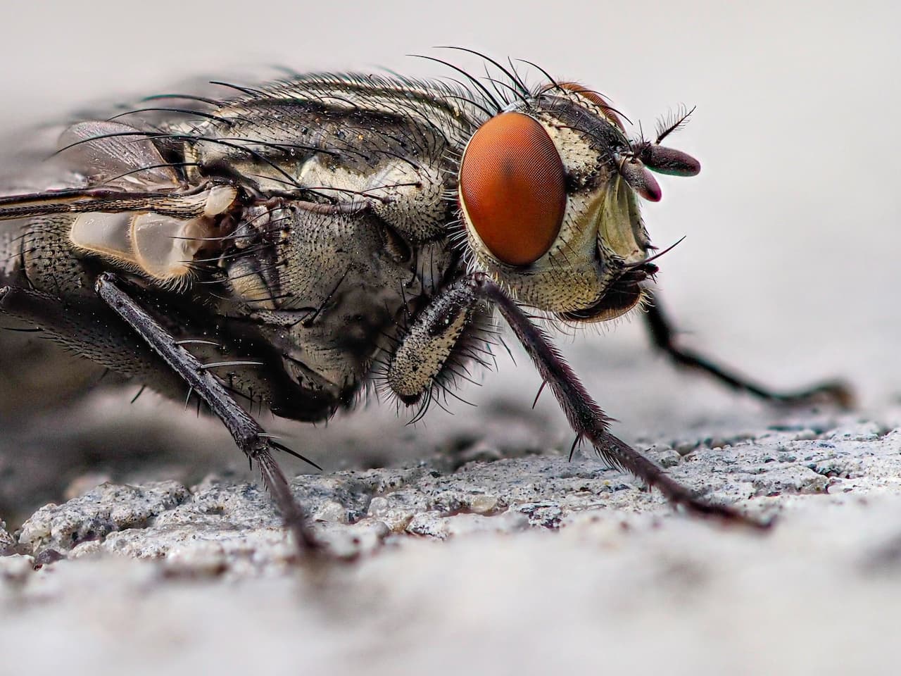 What Eats Flies? What Do Flies Eat? | What Eats