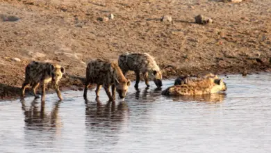 Group of Hyenas Drinking Water on The Lake What Eats Hyenas
