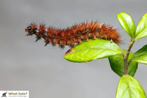 What Eats Insects Caterpillar