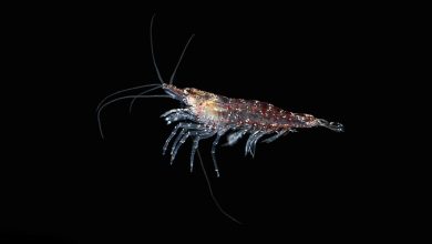What Eats Krill What Do Krill Eat